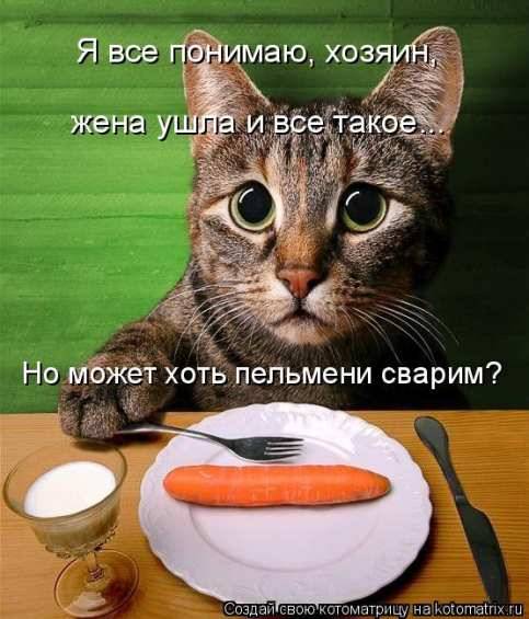 Лучших котоматрицы прошлой недели