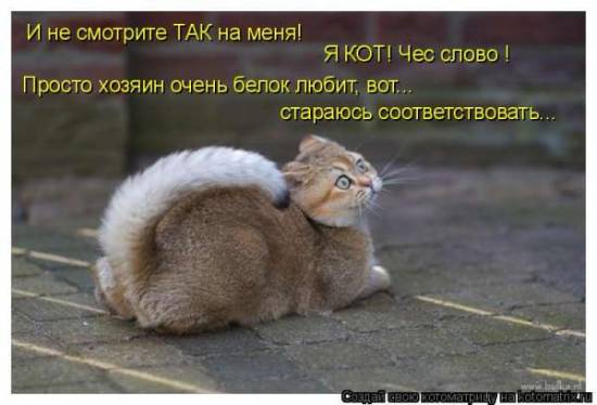 Позитивчик от котоматрицы