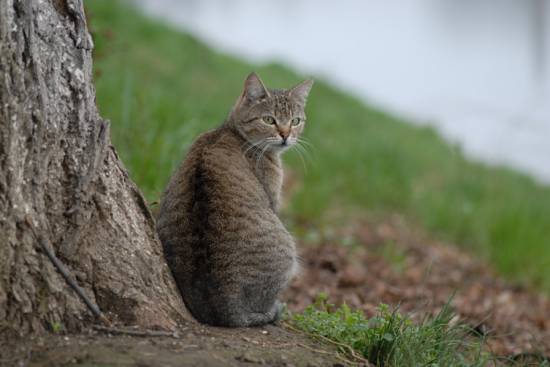 Котоы и кошки