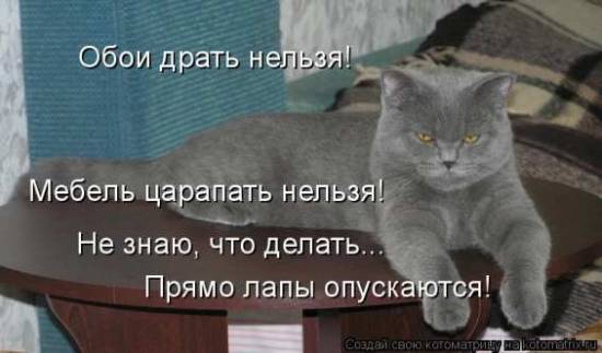 Лучших котоматрицы прошлой недели