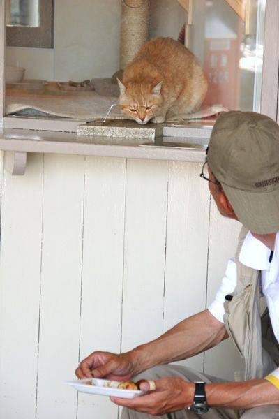 Люди и кошки