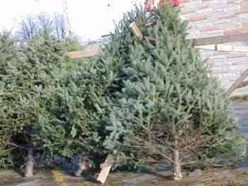 С праздником, милые девушки и женщины!