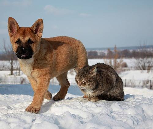 Замечательная дружба пса и кота :)