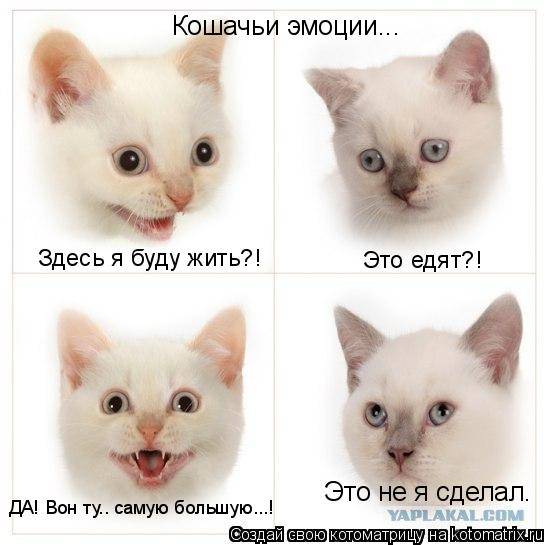 Еще котоматричные коты