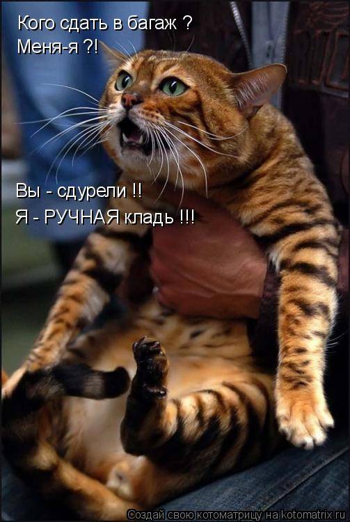 Лучшие котоматрицы… :)