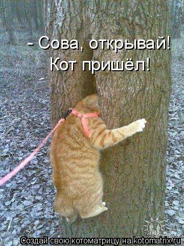 Лучшие котоматрицы… :)