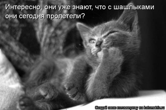 Еще котоматричные коты