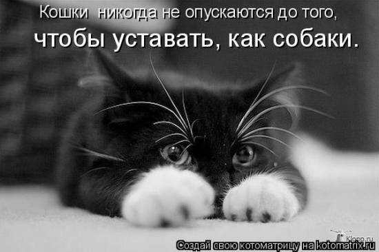 Еще котоматричные коты