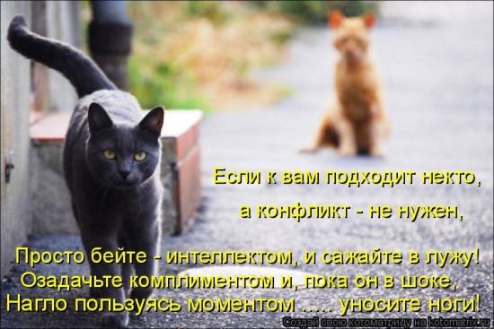 Еще котоматричные коты