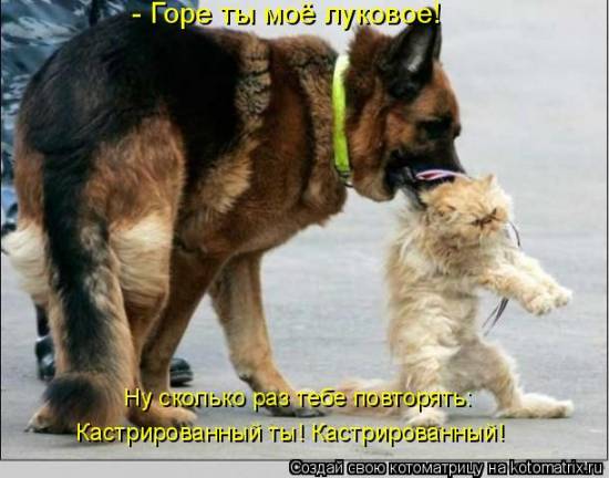 Лучшие котоматрицы… :)