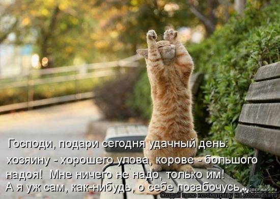 Лучшие котоматрицы… :)