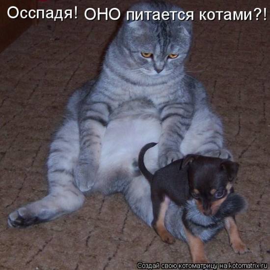 Лучшие котоматрицы… :)