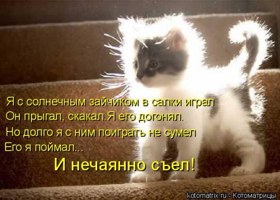 Лучшие котоматрицы… :)