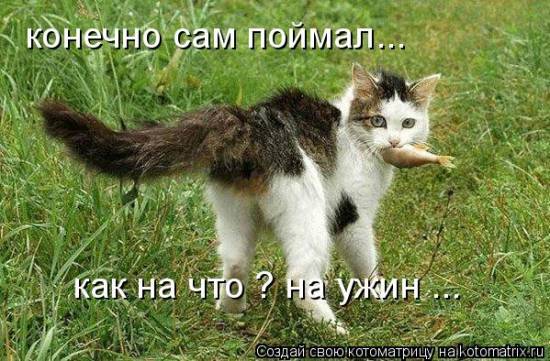 Лучшие котоматрицы… :)