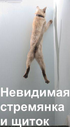 Коты и невидимые предметы