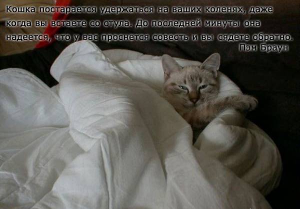 Немного о кошках