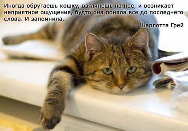 Немного о кошках