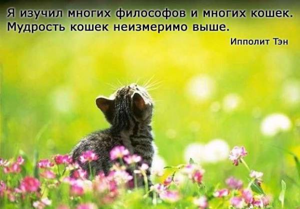 Немного о кошках