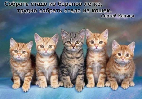 Немного о кошках