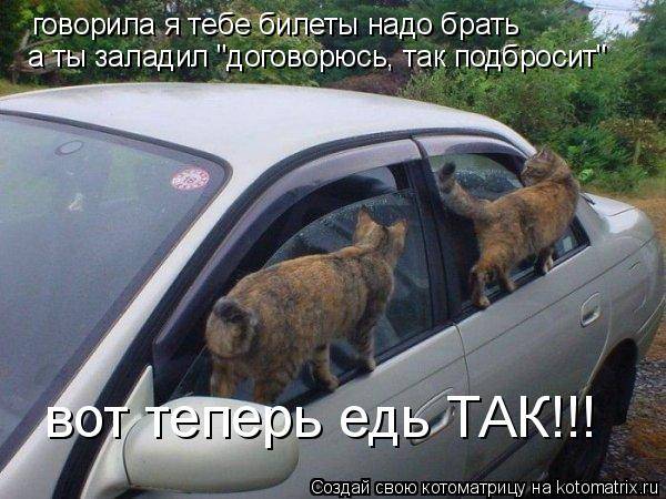 Котоматрицы