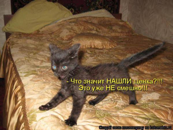 Котоматрицы