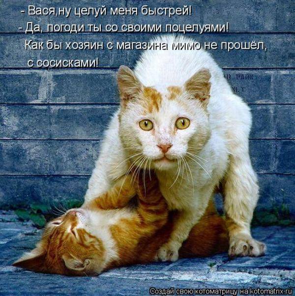 Котоматрицы