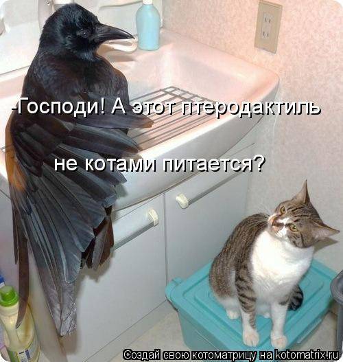 Котоматрицы