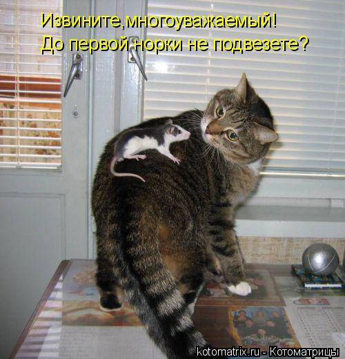 Котоматрицы