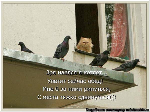 Котоматрицы