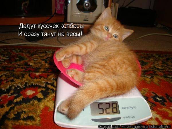 Котоматрицы