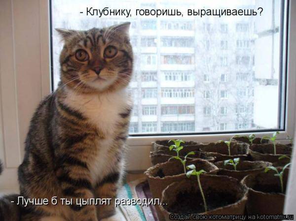 Котоматрицы