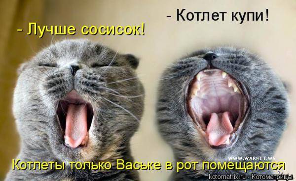 Котоматрицы