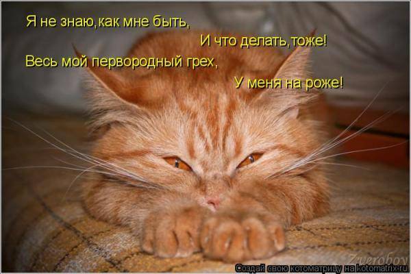 Котоматрицы