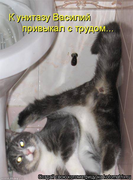 Котоматрицы