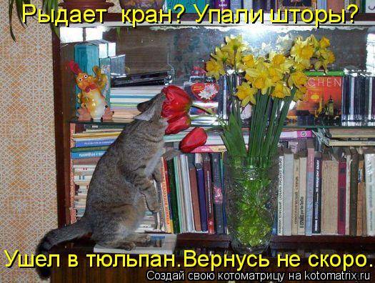 Котоматрицы