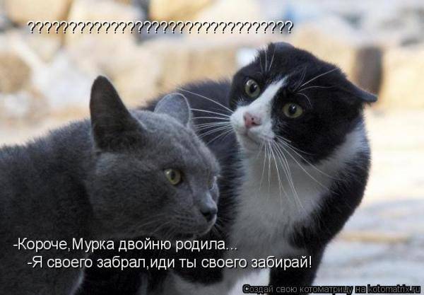 Котоматрицы