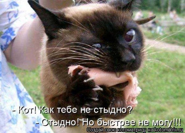 Котоматрицы