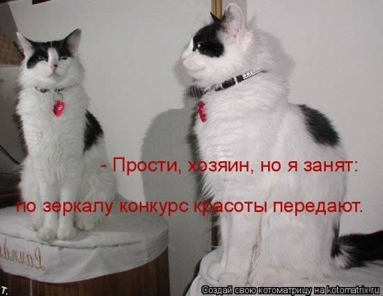 Котоматрицы