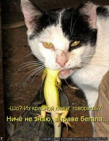 Котоматрицы