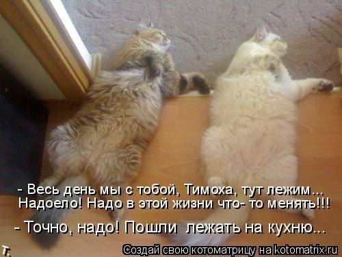 Котоматрицы