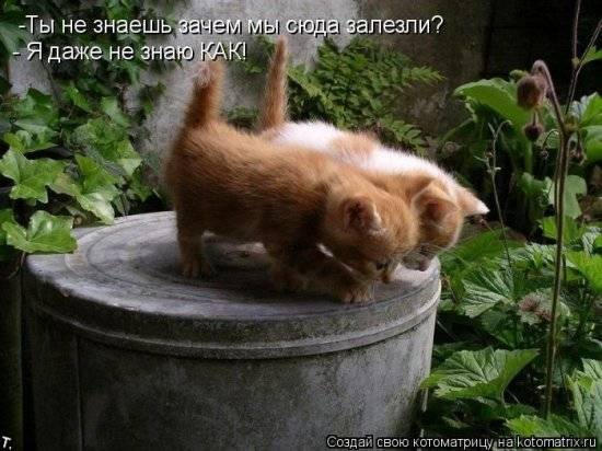 Котоматрицы