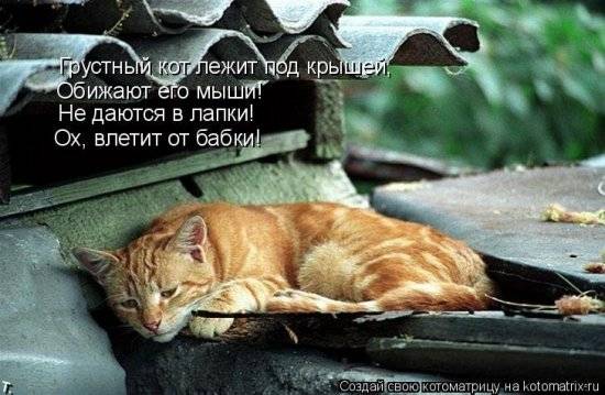 Котоматрицы