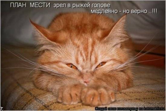 Котоматрицы