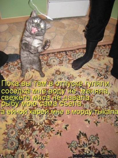 Котоматрицы