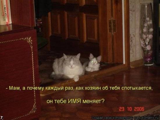 Котоматрицы