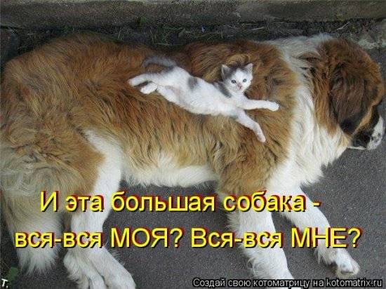 Котоматрицы