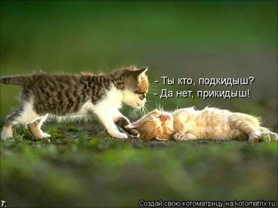 Котоматрицы