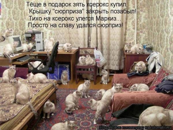 Котоматрицы