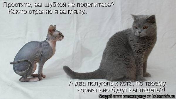 Котоматрицы