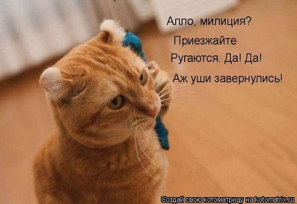 Котоматрицы